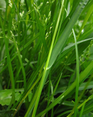 Wiesen-Rispengras (Poa pratensis)