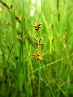 Igel-Segge (Carex echinata)