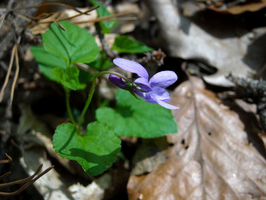 Wald-Veilchen (Viola reichenbachiana)