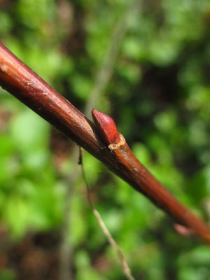 Sal-Weide (Salix caprea) 