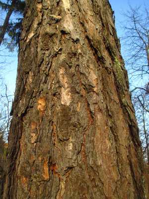 Europa-Lärche (Larix decidua) | Borke