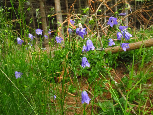 Rundblatt-Glockenblume (Campanula rotundifolia) | Fam. Glockenblumengewächse (Campanulaceae)