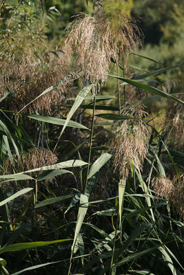 Gewöhnliches Schilf (Phragmites australis)