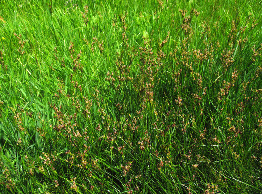 Platthalm-Simse (Juncus compressus)