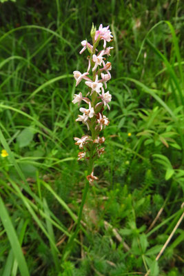 Duft-Händelwurz (Gymnadenia odoratissima)