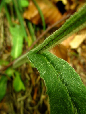 Voralpen-Aschenkraut (Tephroseris longifolia)