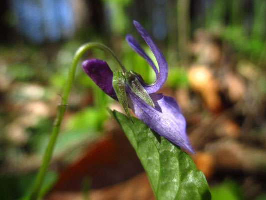 Wald-Veilchen (Viola reichenbachiana)