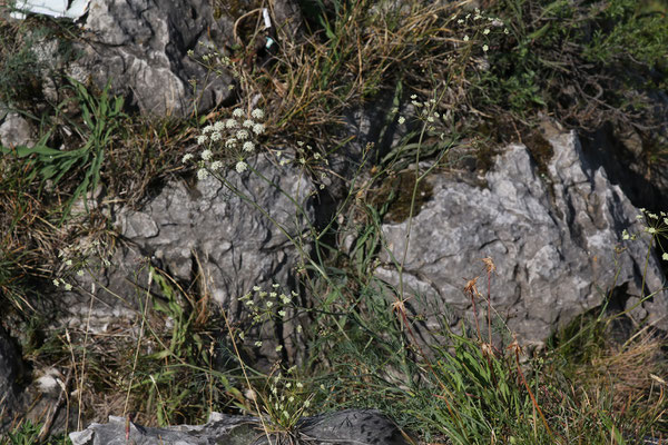 Österreich-Sesel (Seseli austriacum)