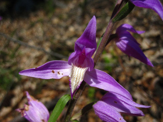 Purpur-Waldvöglein (Cephalanthera rubra)