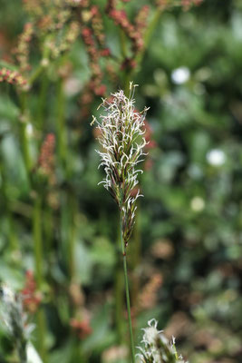 Wiesen-Ruchgras (Anthoxanthum odoratum)