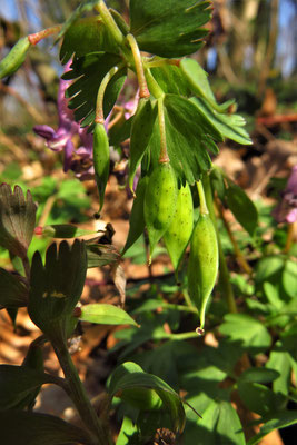 Finger-Lerchensporn (Corydalis solida)