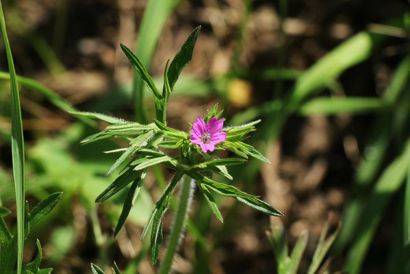 Schlitzblatt-Storchschnabel (Geranium dissectum) | Storchschnabelgewächse (Geraniaceae)