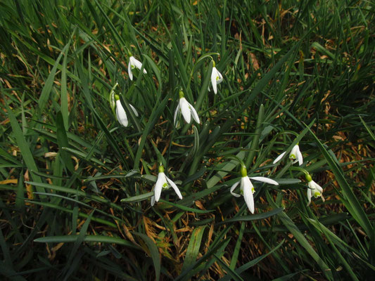 Schneeglöckchen (Galanthus nivalis) 