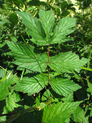 Großes Mädedsüß (Filipendula ulmaria)