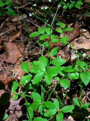 Rundblatt-Labkraut (Galium rotundifolium)