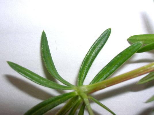 Glanz-Labkraut (Galium lucidum)