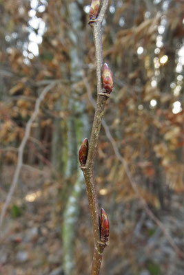 Hainbuche (Carpinus betulus) | Fam. Birkengewächse (Betulaceae)