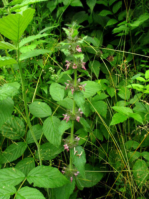 Alpen-Ziest (Stachys alpina)