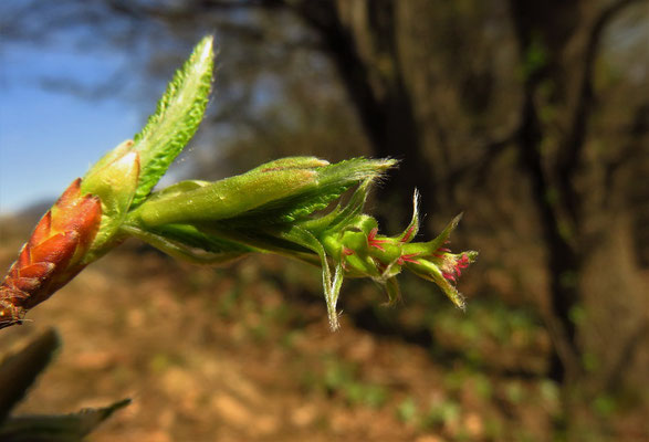 Hainbuche (Carpinus betulus) weiblicher Blütenstand