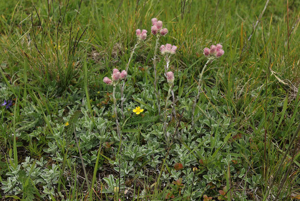 Gewöhnliches Katzenpfötchen (Antennaria dioica) | Familie: Korbblütler (Asteraceae)