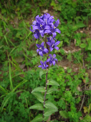 Knäuel-Glockenblume (Campanula glomerata)