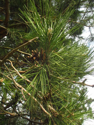 Schwarz-Föhre (Pinus nigra)