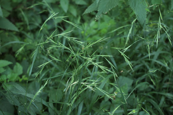 Wald-Zwenke (Brachypodium sylvaticum)