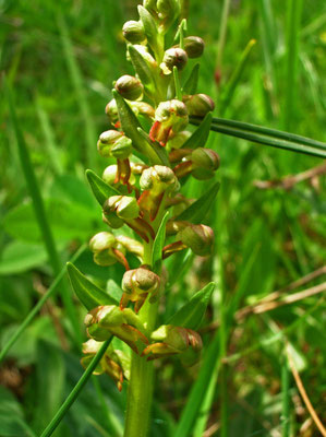 Hohlzunge (Coeloglossum viride)