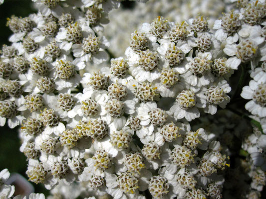 Echte Schafgarbe (Achillea millefolium agg.)