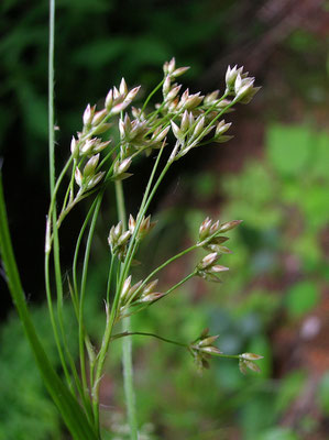 Weiß-Hainsimse (Luzula luzuloides)