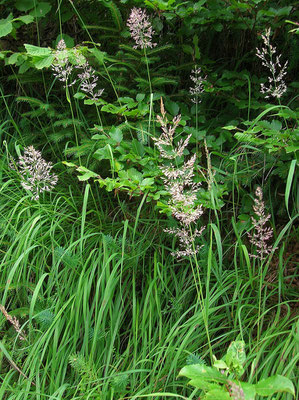 Bunt-Reitgras (Calamagrostis varia)