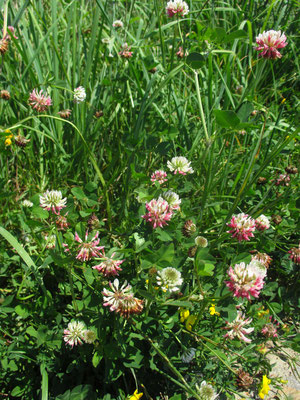 Schweden-Klee (Trifolium hybridum)