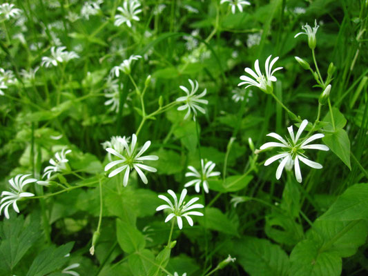 Wald-Sternmiere (Stellaria nemorum)