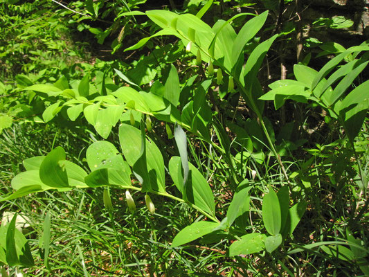 Duft-Weißwurz (Polygonatum odoratum)