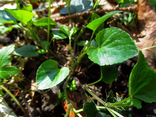 Wald-Veilchen (Viola reichenbachiana)