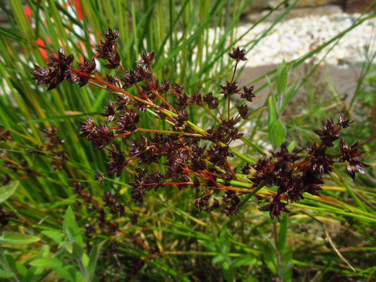 Glieder-Simse (Juncus articulatus)