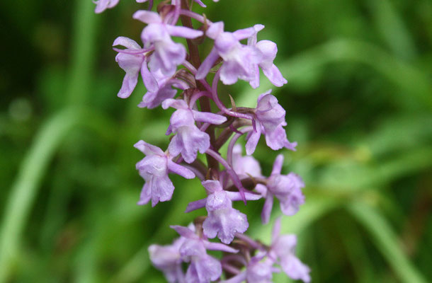 Mücken-Händelwurz (Gymnadenia conopsea)