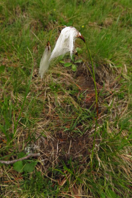 Schmalblatt-Wollgras (Eriophorum angustifolium)