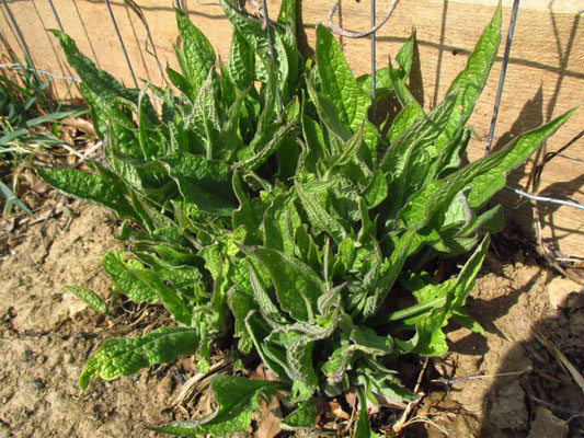 Echter Beinwell (Symphytum officinale)