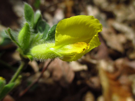 Rauhaar-Zwerggeißklee (Chamaecytisus hirsutus)