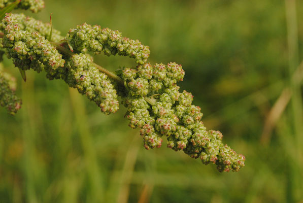 Streifen-Gänsefuß (Chenopodium strictum)