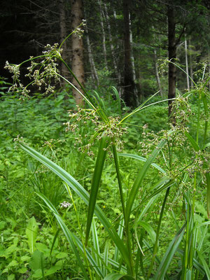 Gewöhnliche Waldbinse (Scirpus sylvaticus)