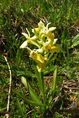 Holunder-Fingerwurz (Dactylorhiza sambucina)