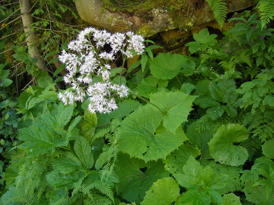 Grau-Alpendost (Adenostyles alliariae)