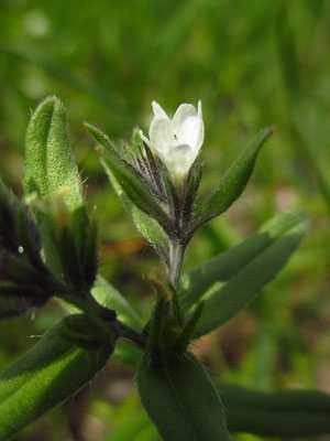 Acker-Rindszunge (Buglossoides arvensis)