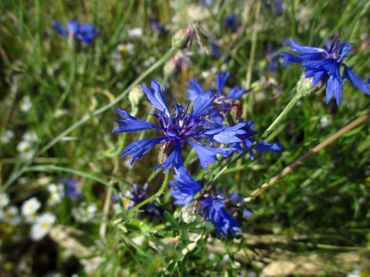 Kornblume (Cyanus segetum)