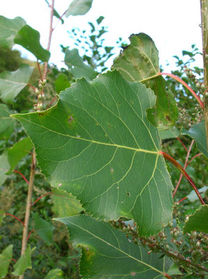 Schwarz-Pappel (Populus nigra)