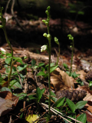 Kriech-Netzblatt (Goodyrea repens)