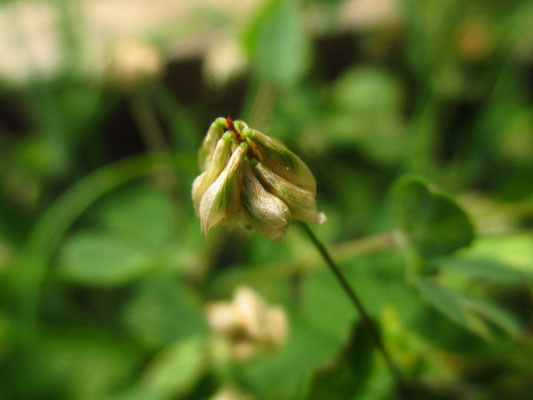 Faden-Klee (Trifolium dubium)