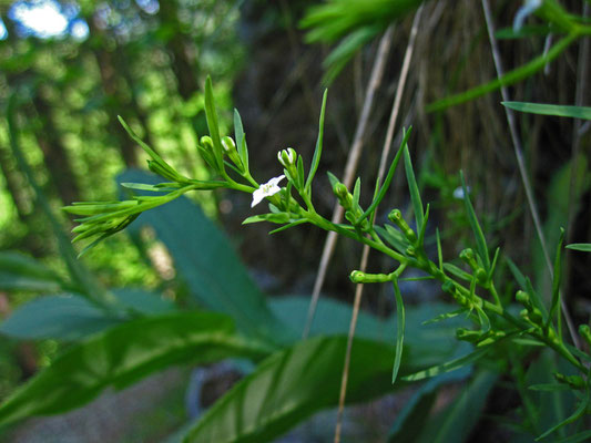 Alpen-Leinblatt (Thesium alpinum)